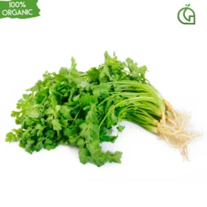 Coriander