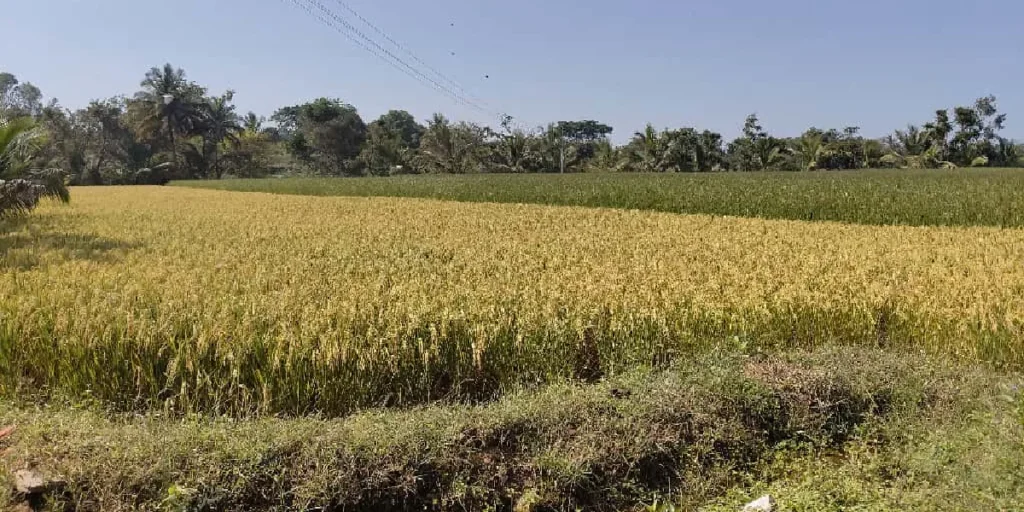 Buying Organic Vegetables