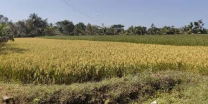 Buying Organic Vegetables