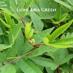 Organic Gongura Green