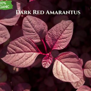 Organic Dark Red Amaranthus