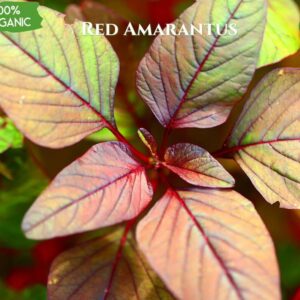 Organic Red Amaranthus