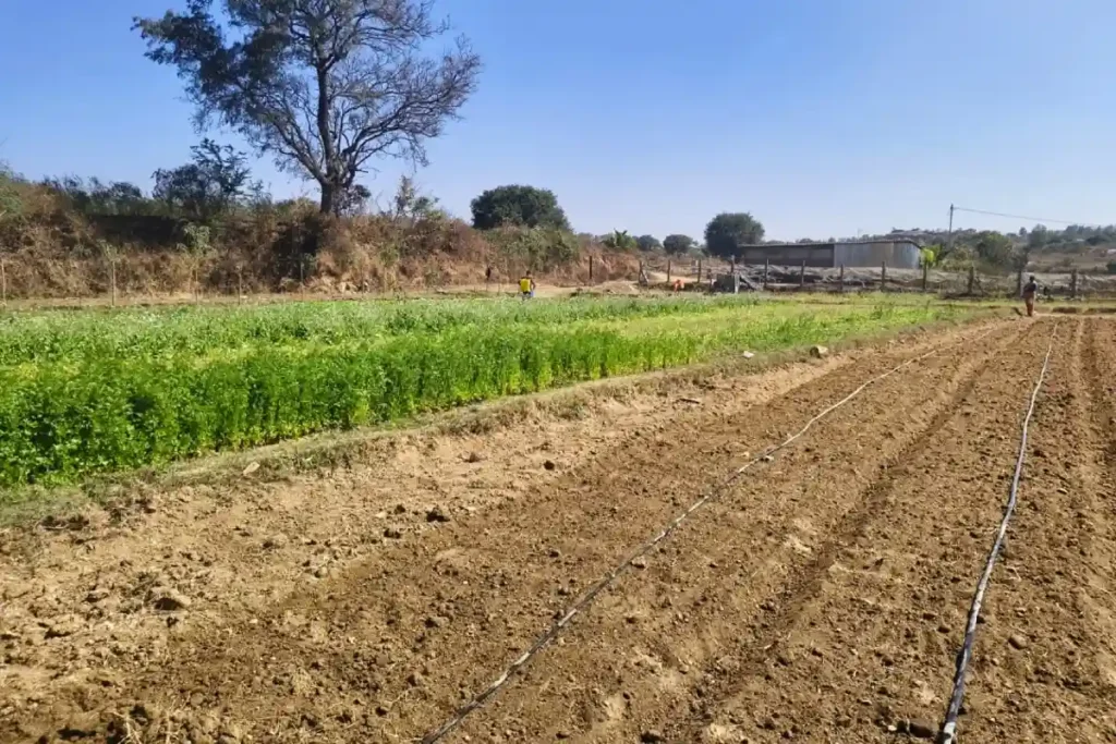 Buy Organic Vegetables Online